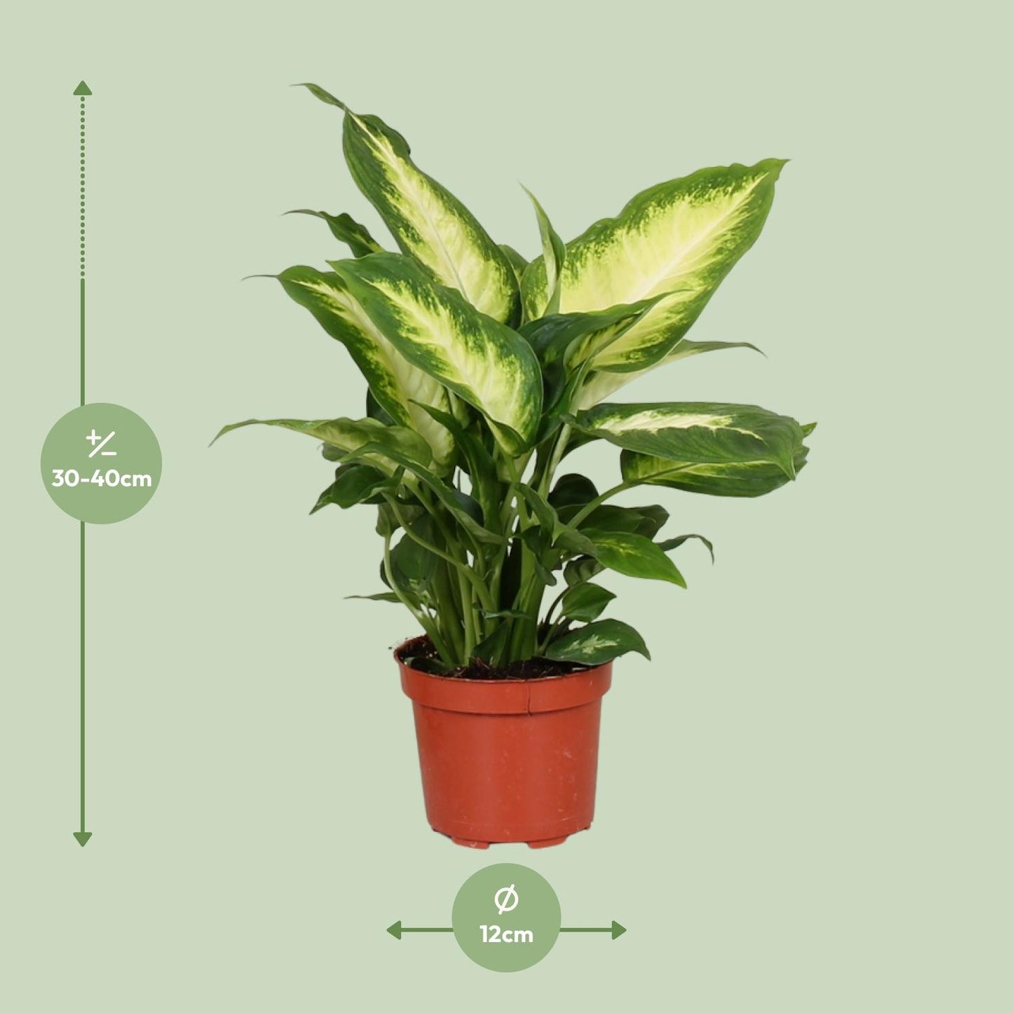 Dieffenbachia Camilla - Pflegeleichte Zimmerpflanze Ø12cm