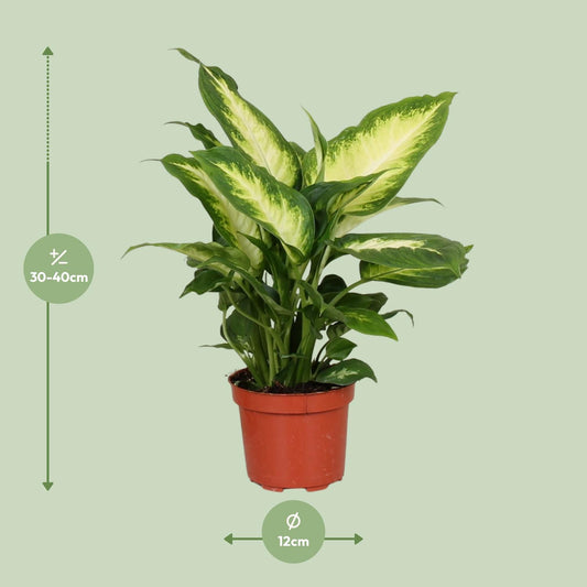 Dieffenbachia Camilla - Pflegeleichte Zimmerpflanze Ø12cm