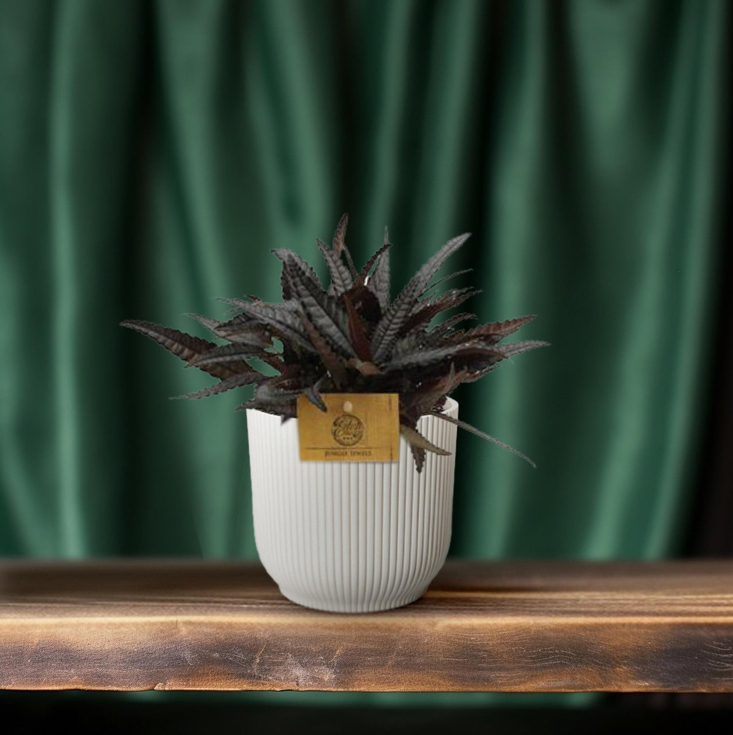Pilea Hitchcockii – pflegeleichte Aluminium-Pflanze Ø10,5 cm
