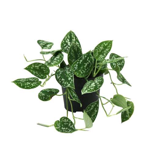 Scindapsus (Epipremnum) Pictus Argyraeus Ø12cm, 15cm Höhe