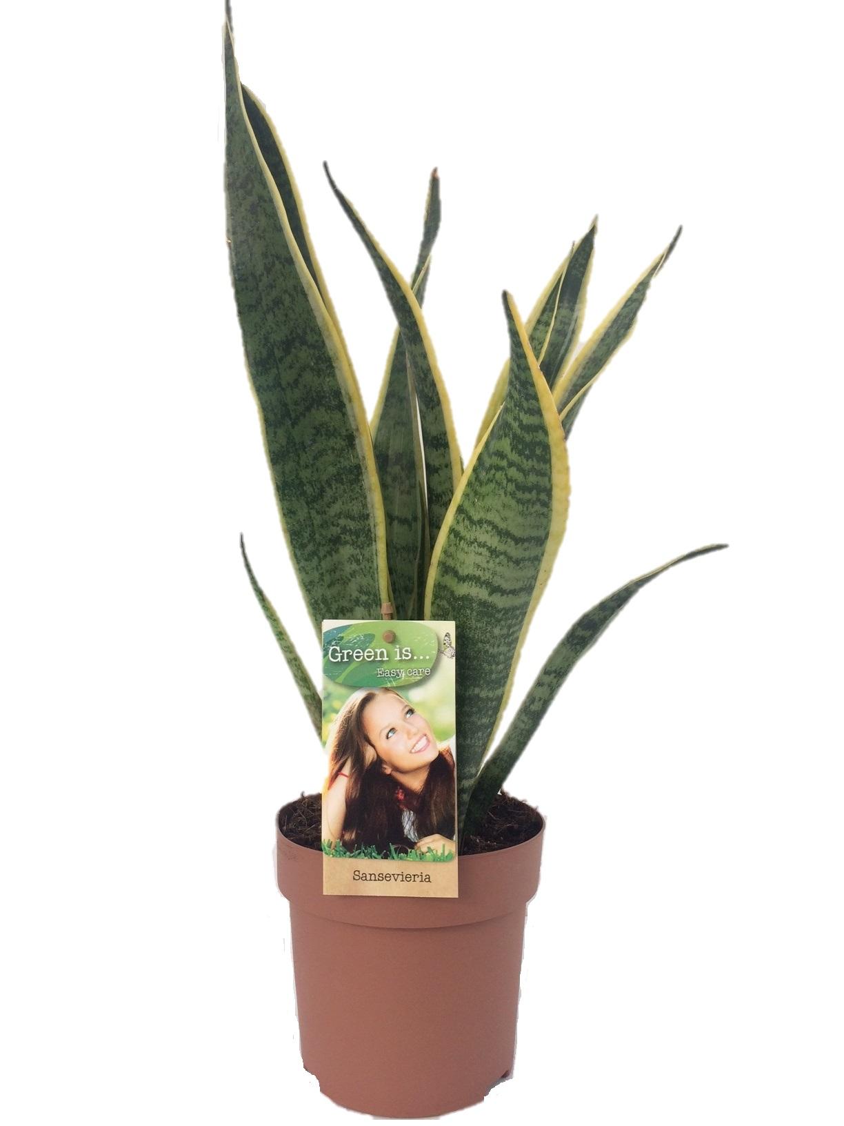 Sansevieria Laurentii – Pflegeleichte Luftreiniger-Pflanze Ø14cm