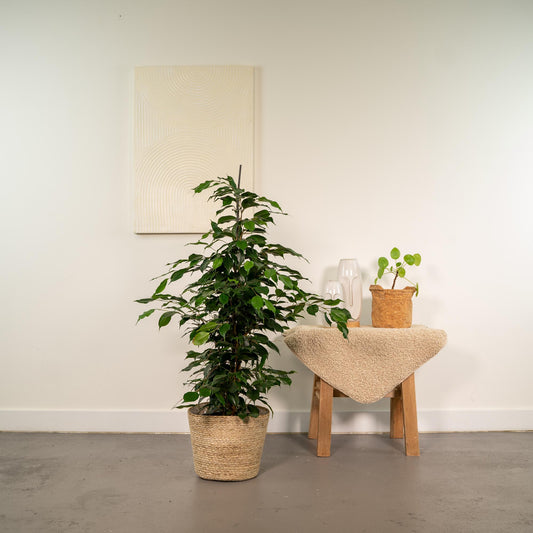 Ficus benjamina Danielle – Pflegeleichter Grünklassiker mit Korb Ø21cm