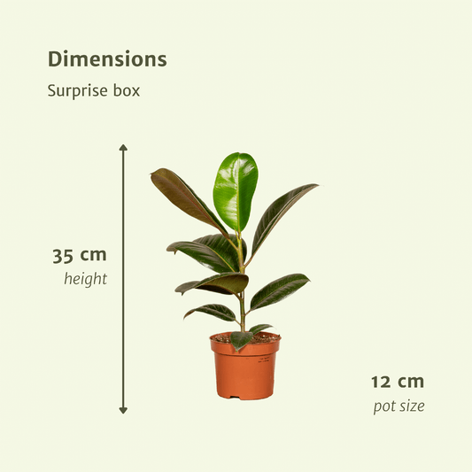 Überraschungsbox mit 6 pflegeleichten Zimmerpflanzen Ø12cm