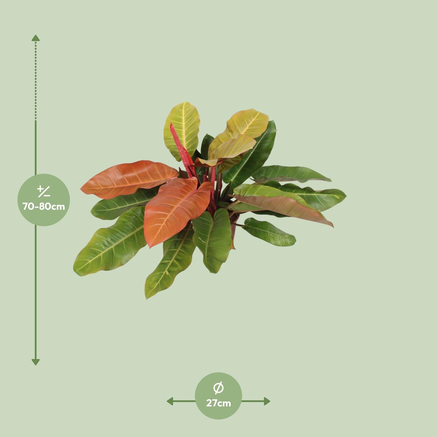 Philodendron Prince Of Orange – Lebendige Zimmerpflanze Ø27cm