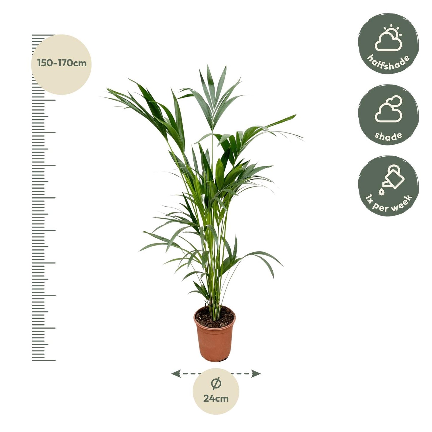Kentia-Palme – 160 cm – Ø 24 cm Topf