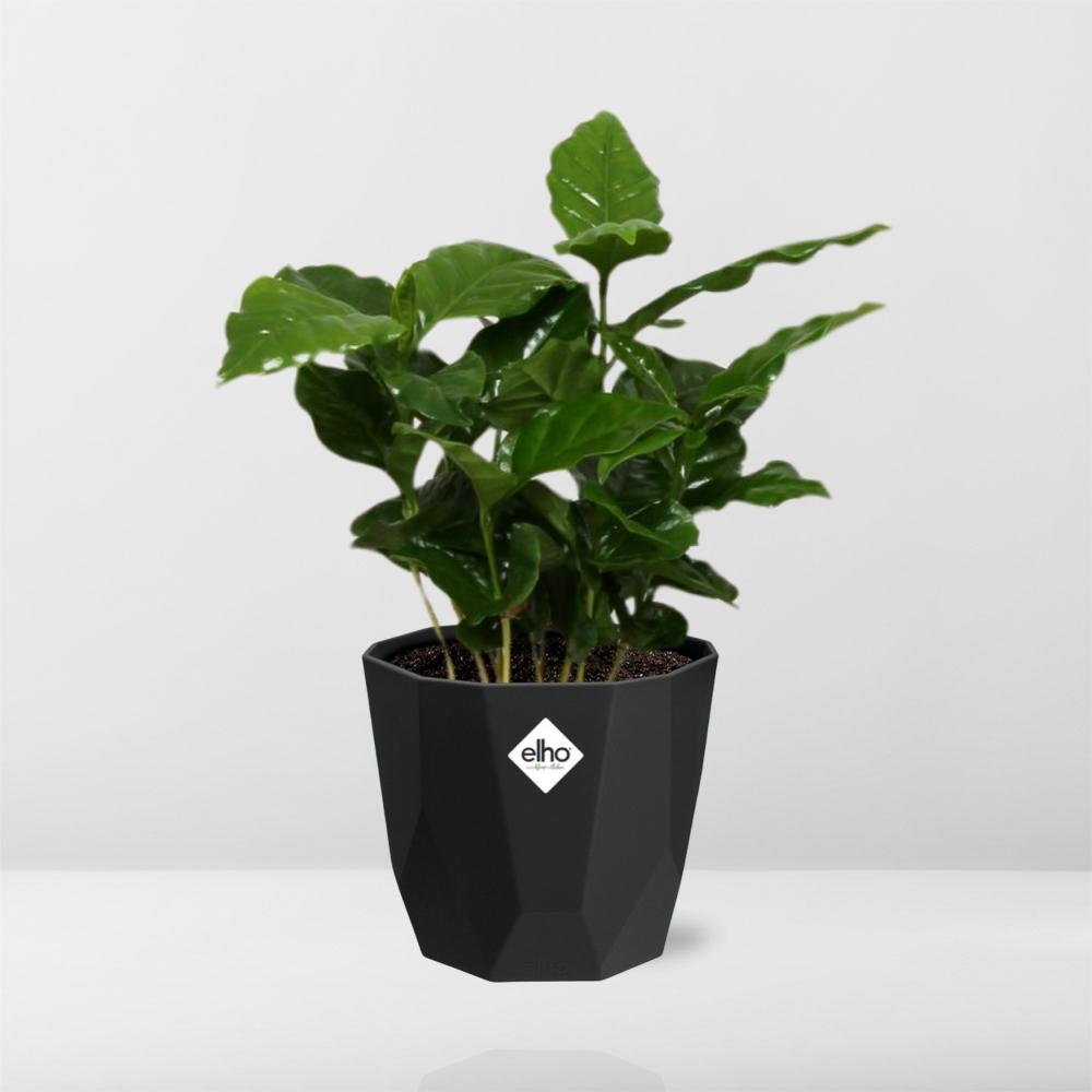 Coffea Arabica – Elegante Kaffeepflanze im 14cm Topf