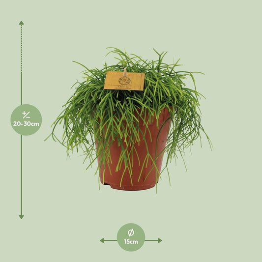 Rhipsalis Cashero – pflegeleichte hängende Sukkulente Ø15cm