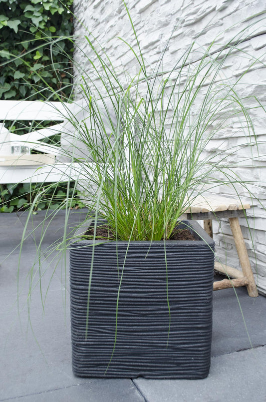 Pennisetum alopecuroides 'Hameln' – Kompaktes Lampenputzergras Ø19cm
