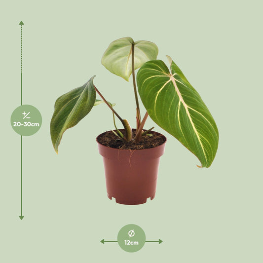 Philodendron Selloum Atom - pflegeleichte Zimmerpflanze Ø12cm