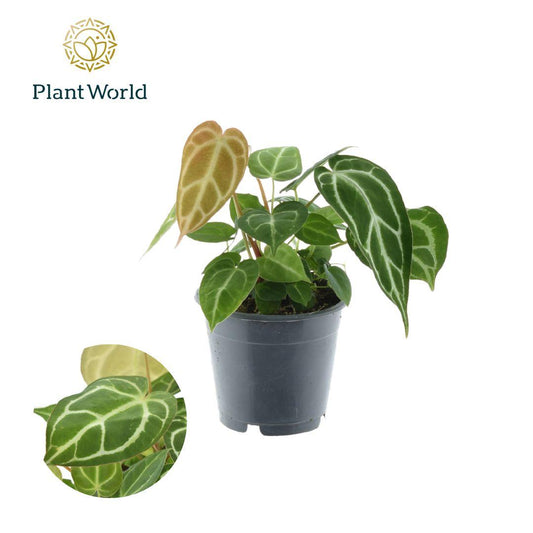 Anthurium Chrystallinum – Pflegeleichte Tropenpflanze Ø12cm