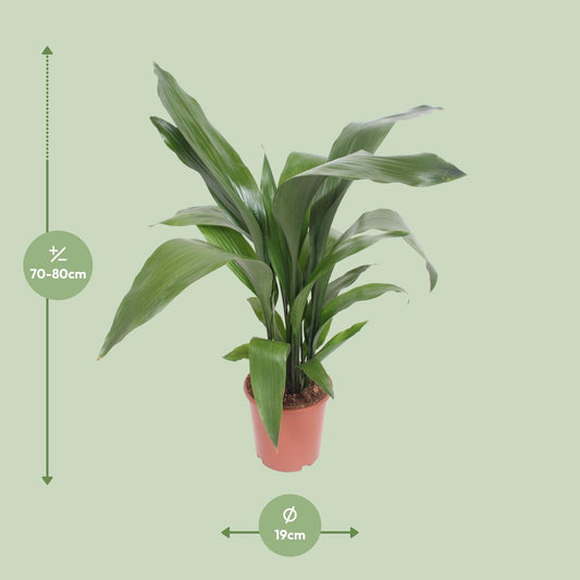 Aspidistra Elatior – Pflegeleichte Schusterpalme Ø19cm, 80cm