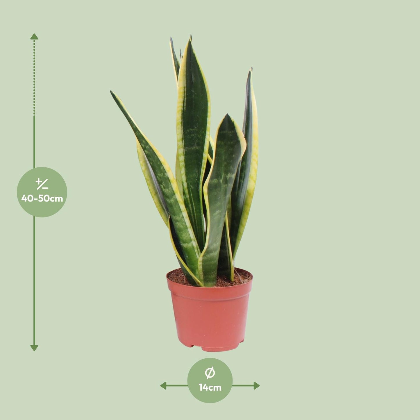 Sansevieria Black Superba – Pflegeleichte Schwiegermutterzunge Ø14cm