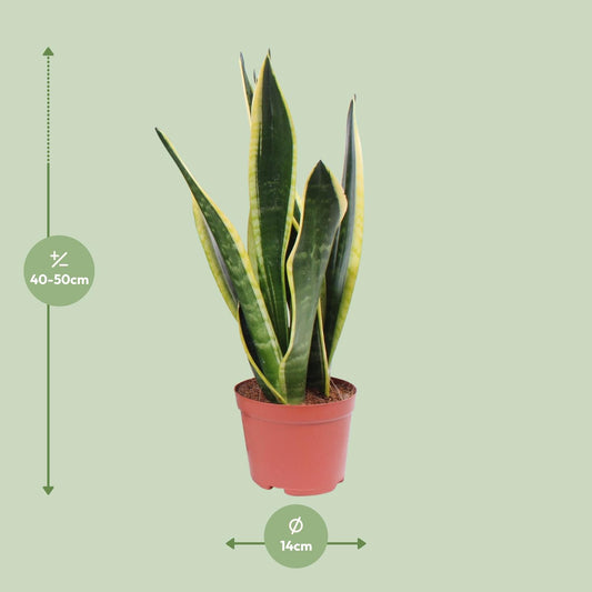 Sansevieria Black Superba – Pflegeleichte Schwiegermutterzunge Ø14cm