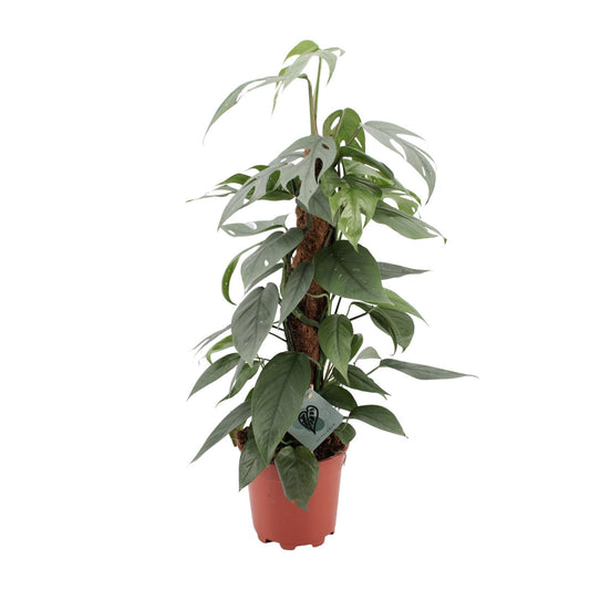 Epipremnum Pinnatum Cebu Blue – Pflegeleichter Goldener Efeu Ø17cm