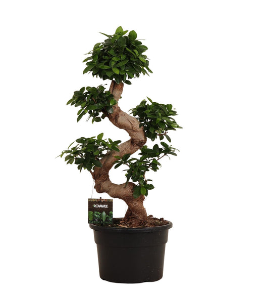 Ficus Microcarpa Ginseng – Pflegeleichter Zimmerbonsai 80 cm