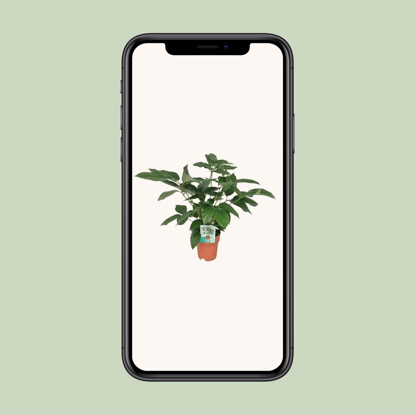 Schefflera Actinophylla Emerald Green - Pflegeleicht & Elegant