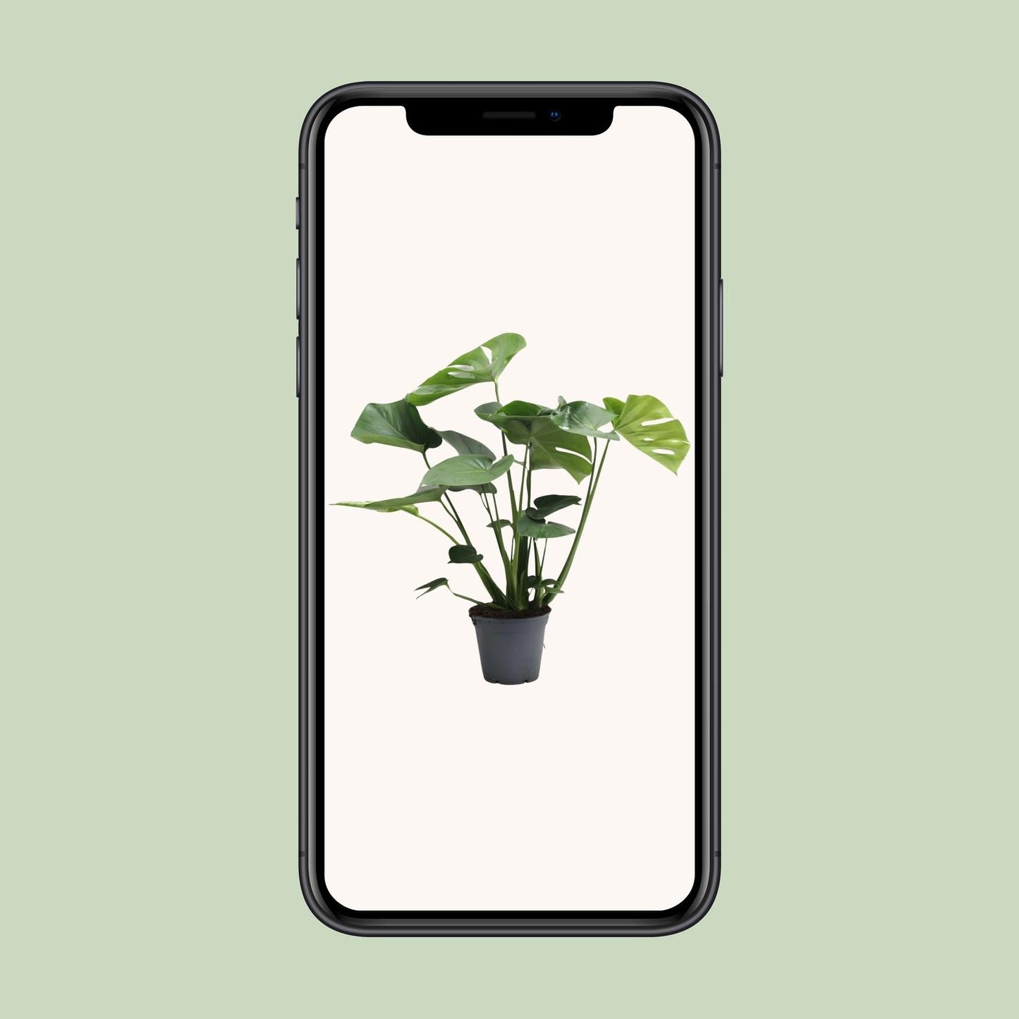 Monstera Deliciosa Tauerii – Pflegeleichte Fensterblatt-Pflanze