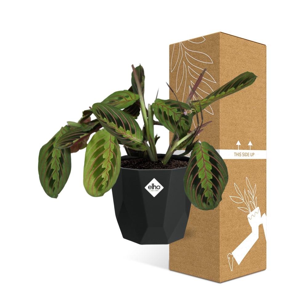 Maranta Leuconeura ‘Fascinator’ Tricolor – Pflegeleichte Gebetspflanze in 14cm Topf