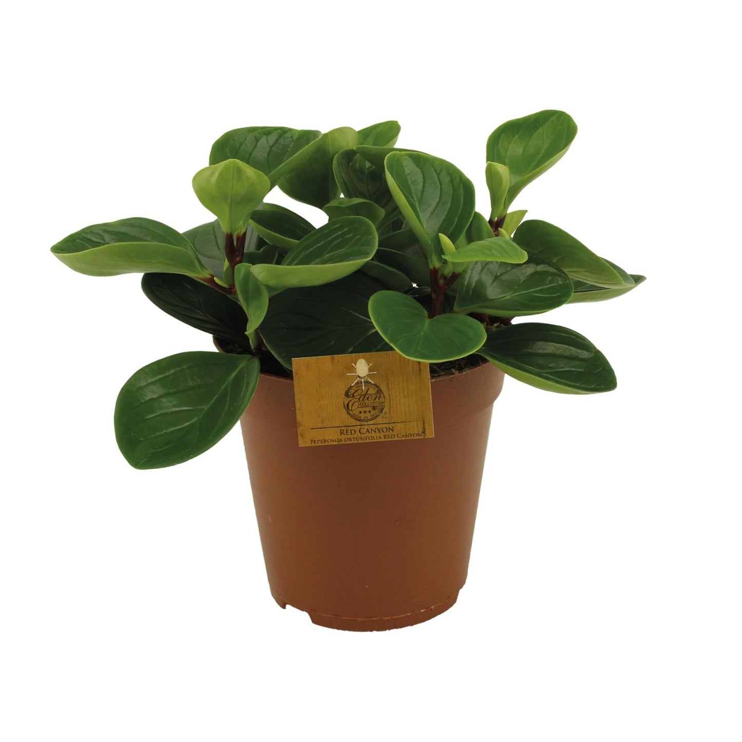 Peperomia Red Canyon – pflegeleichte Zimmerpflanze Ø15cm