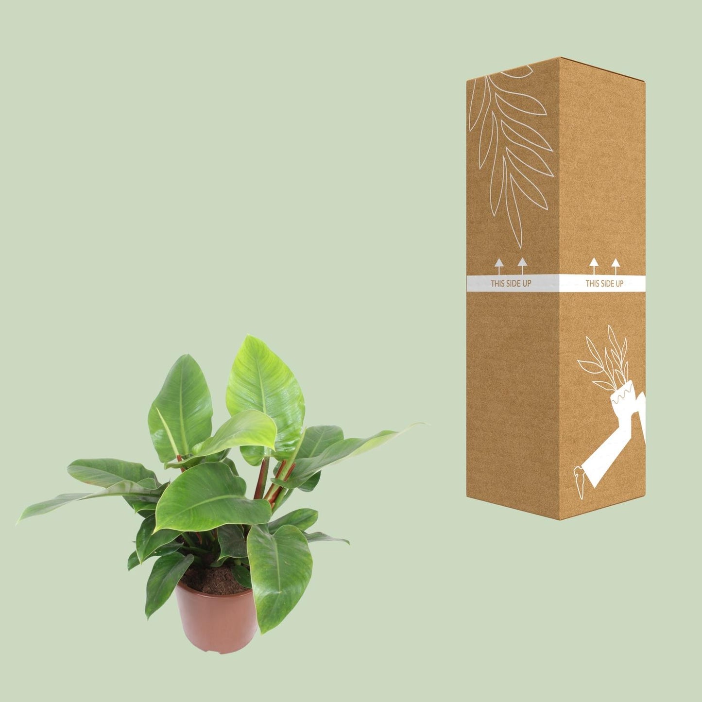 Philodendron Imperial Green – pflegeleichte XXL-Zimmerpflanze Ø27cm