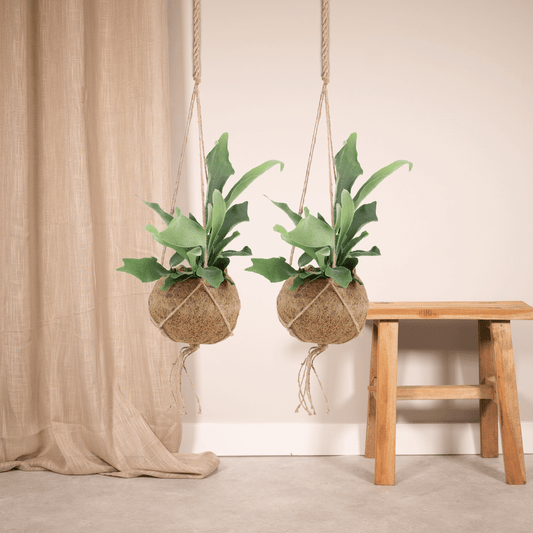 2x Kokodama Platycerium Hang – Hirschhornfarn 35cm