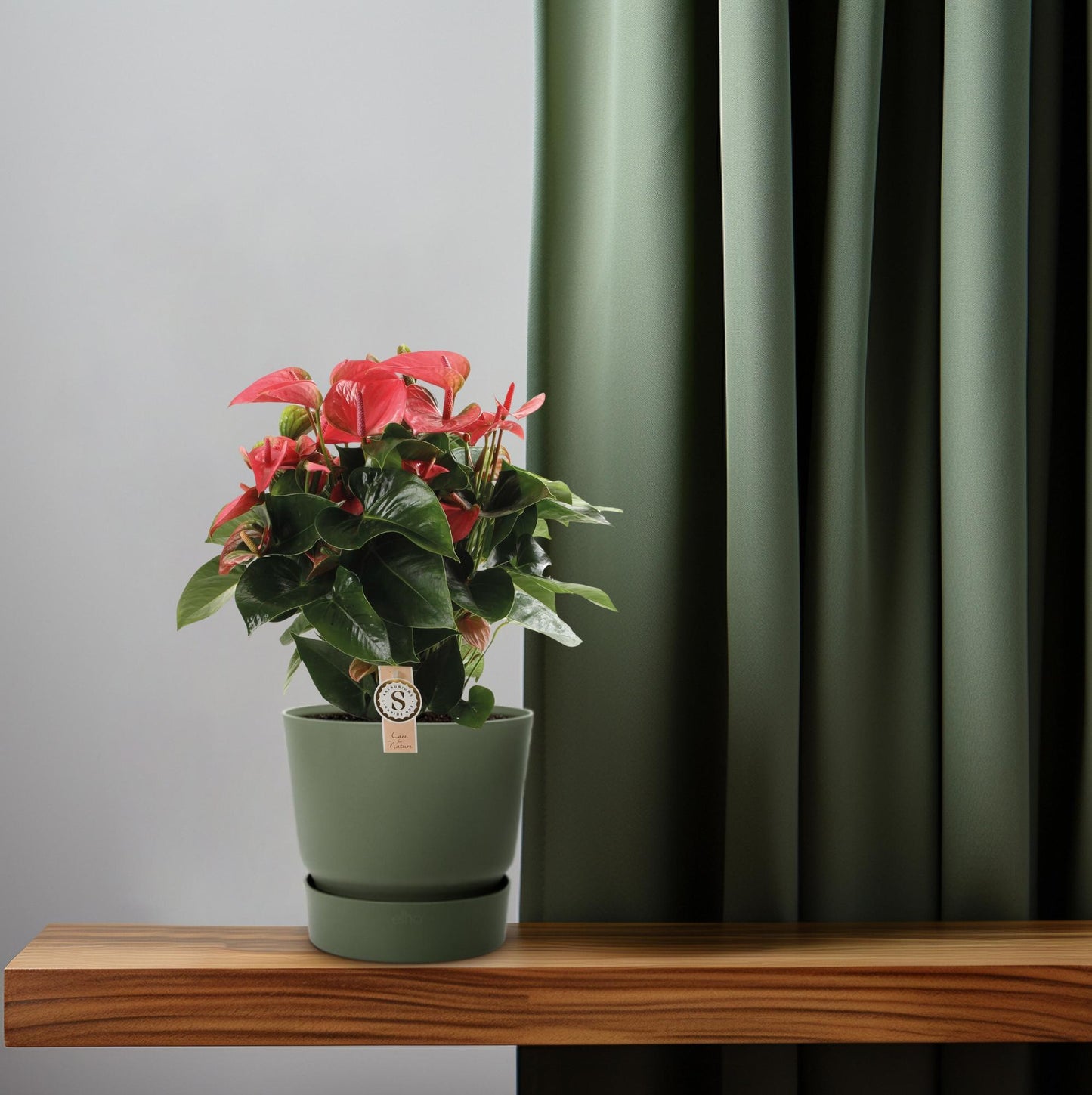 Anthurium Pink Champion – Tropische Eleganz Ø21cm, 65cm hoch