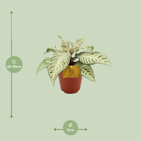 Aphelandra White Wash – Pflegeleichte Zebra Pflanze Ø25cm