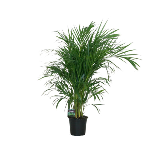 Dypsis Lutescens Bambuspalme 100 cm Ø19 cm