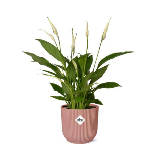 Friedenslilie Spathiphyllum 12 cm in ELHO Vibes Fold 14 cm roze
