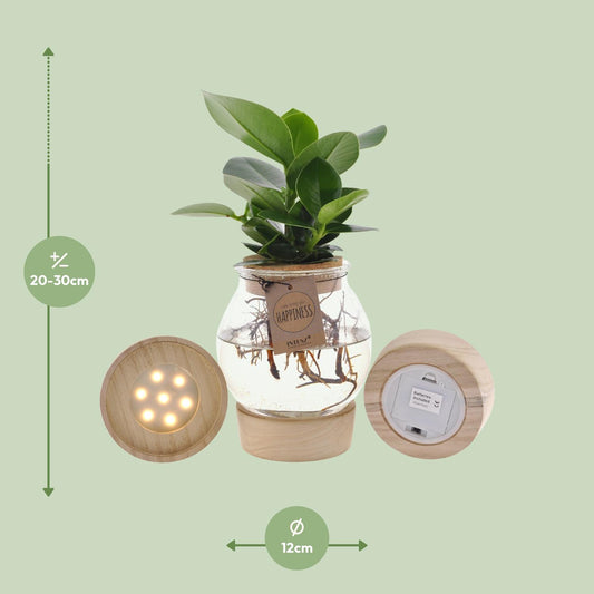 Clusia Hydroponie-Pflanzenmix im Bolglas mit LED Ø12cm