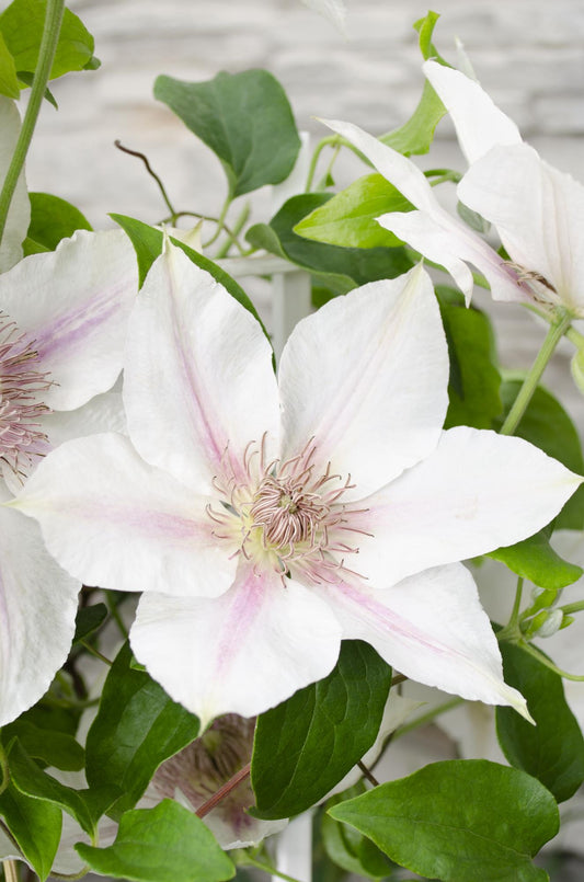 Clematis Corinne – Weiße Blütenpracht Ø15cm, Höhe 65cm