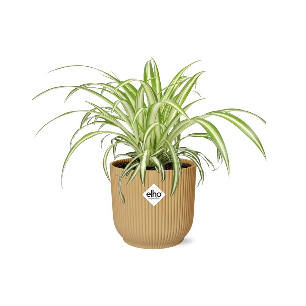 Chlorophytum Comosum Variegatum im ELHO Vibes Fold 14cm gelb