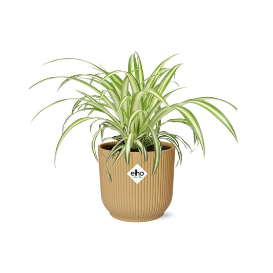 Chlorophytum Comosum Variegatum im ELHO Vibes Fold 14cm gelb