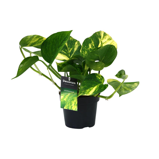 Scindapsus Aureum – Pflegeleichte Zimmerpflanze Ø12cm