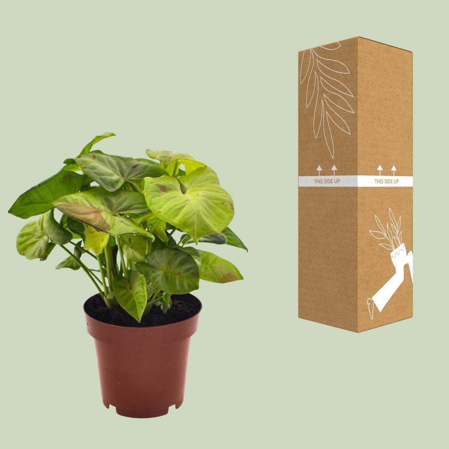 Syngonium Milk Confetti – Pflegeleichte Pfeilspitzenpflanze Ø12cm