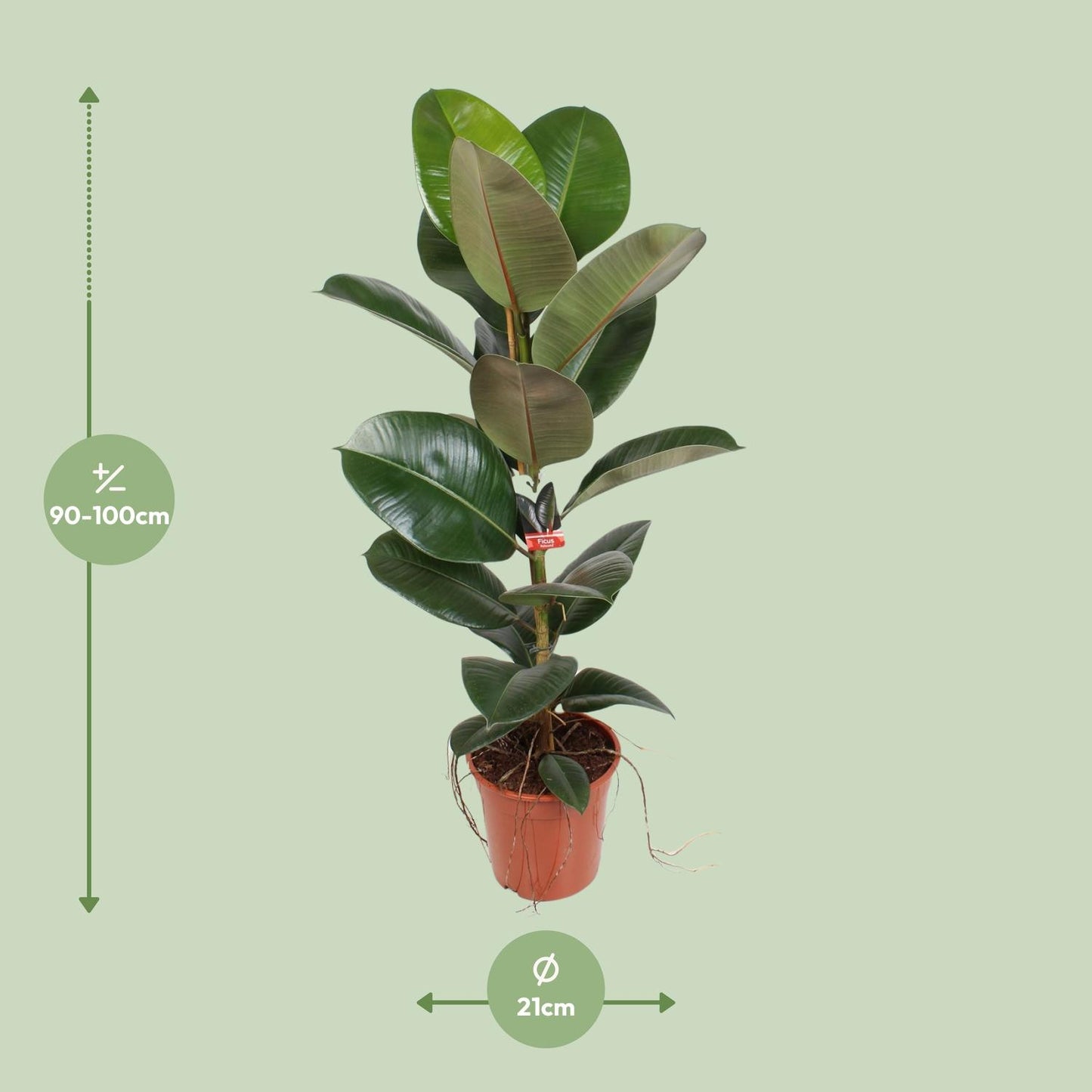 Ficus Elastica Robusta 21 cm – Pflegeleichte Zimmerpflanze