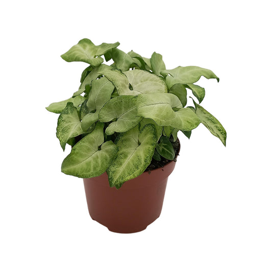 Syngonium 'White Butterfly' – kompakte Pfeilblattrebe Ø13cm