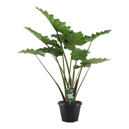Alocasia Portodora – Tropische XXL-Pflanze 140 cm