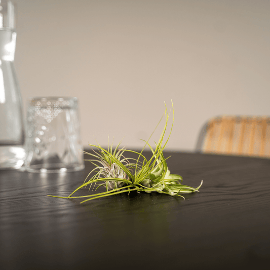 Everspring Tillandsia Air Mix – 5er Set Luftpflanzen Ø6 cm