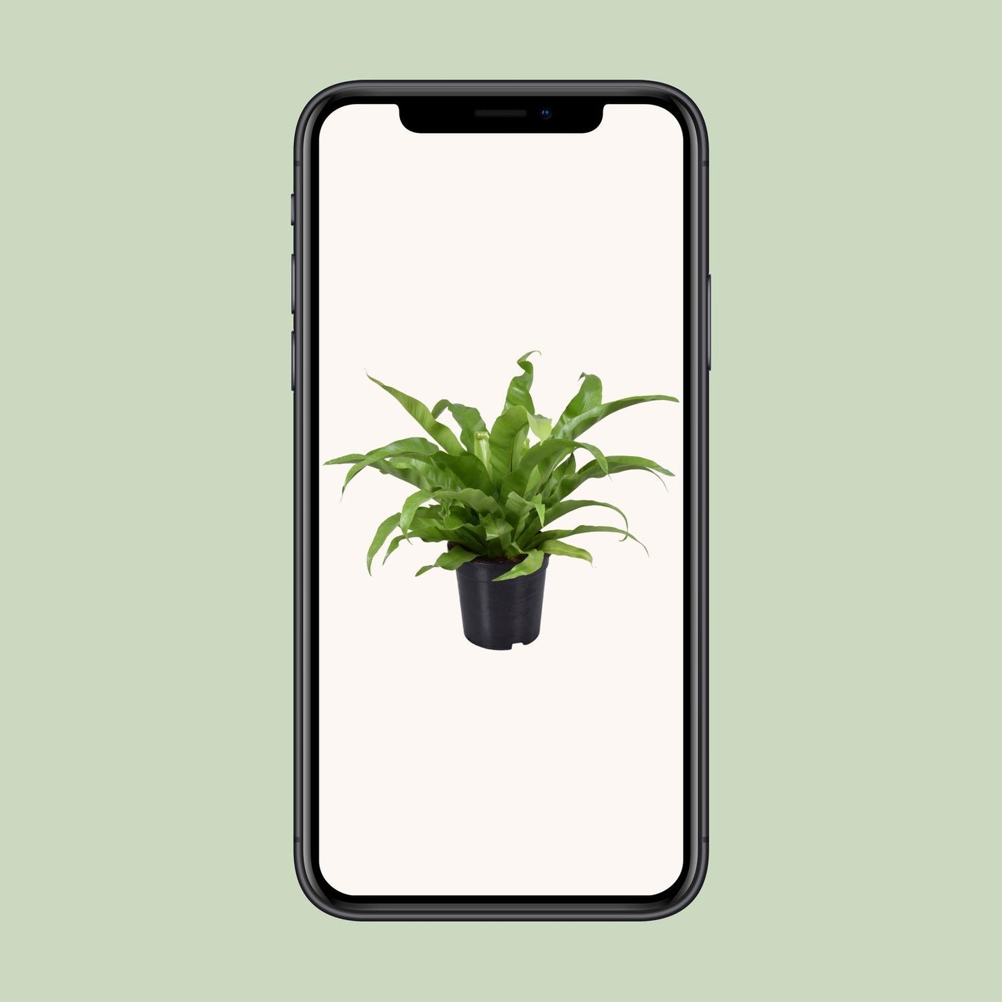 Asplenium Antiquum – Pflegeleichter Vogelnestfarn Ø17cm