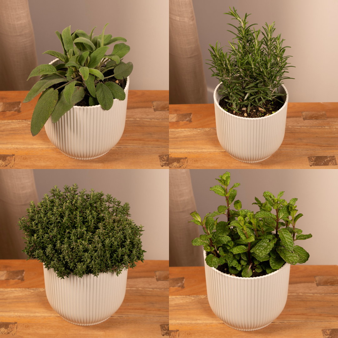 Pflegeleichte Gartenkräuter Mischung im 14 cm Topf