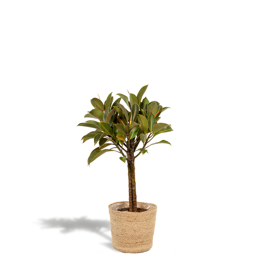 Ficus elastica Melany mit Körbchen – 90 cm, Ø 21 cm