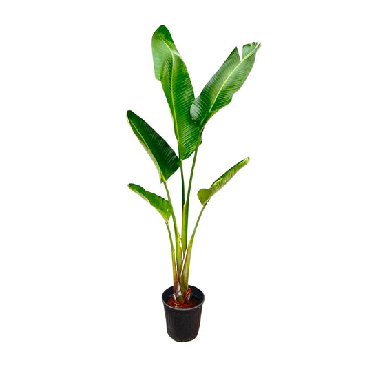 Strelitzia Augusta – Weißer Paradiesvogel XXL 220cm