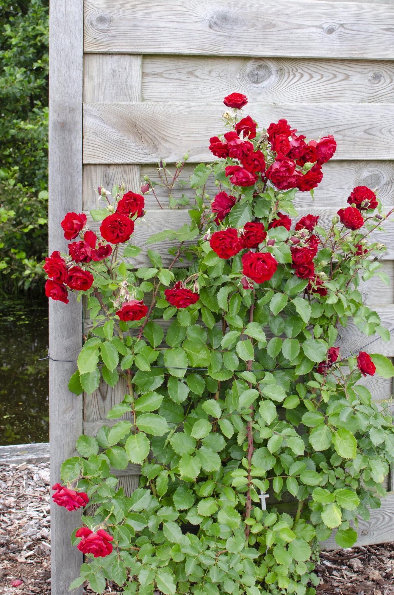 3er-Set Rosa Mix Zimmerpflanzen Ø15cm, ca. 65cm hoch
