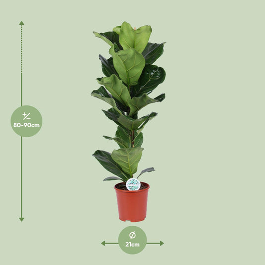 Ficus Lyrata – Elegante Geigenfeige Ø21cm, 90cm hoch