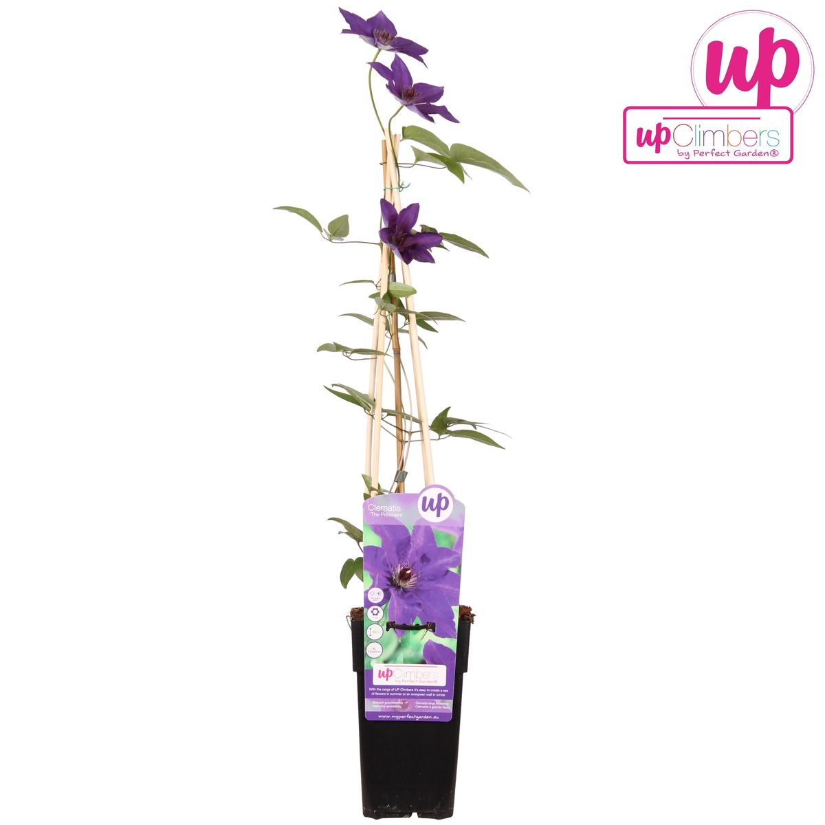 Clematis The President – Anmutige Kletterpflanze Ø15cm