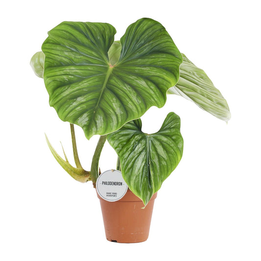 Philodendron Plowmanii – pflegeleichte Zimmerpflanze Ø15cm