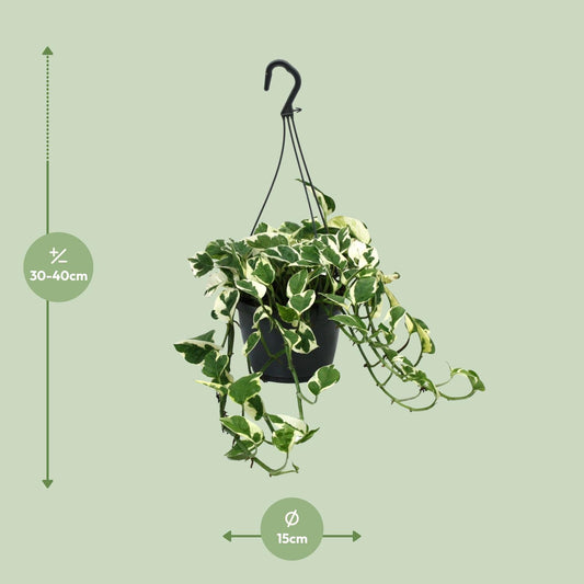 Scindapsus (Epipremnum) N’Joy – Pflegeleichte Zimmerpflanze Ø15cm
