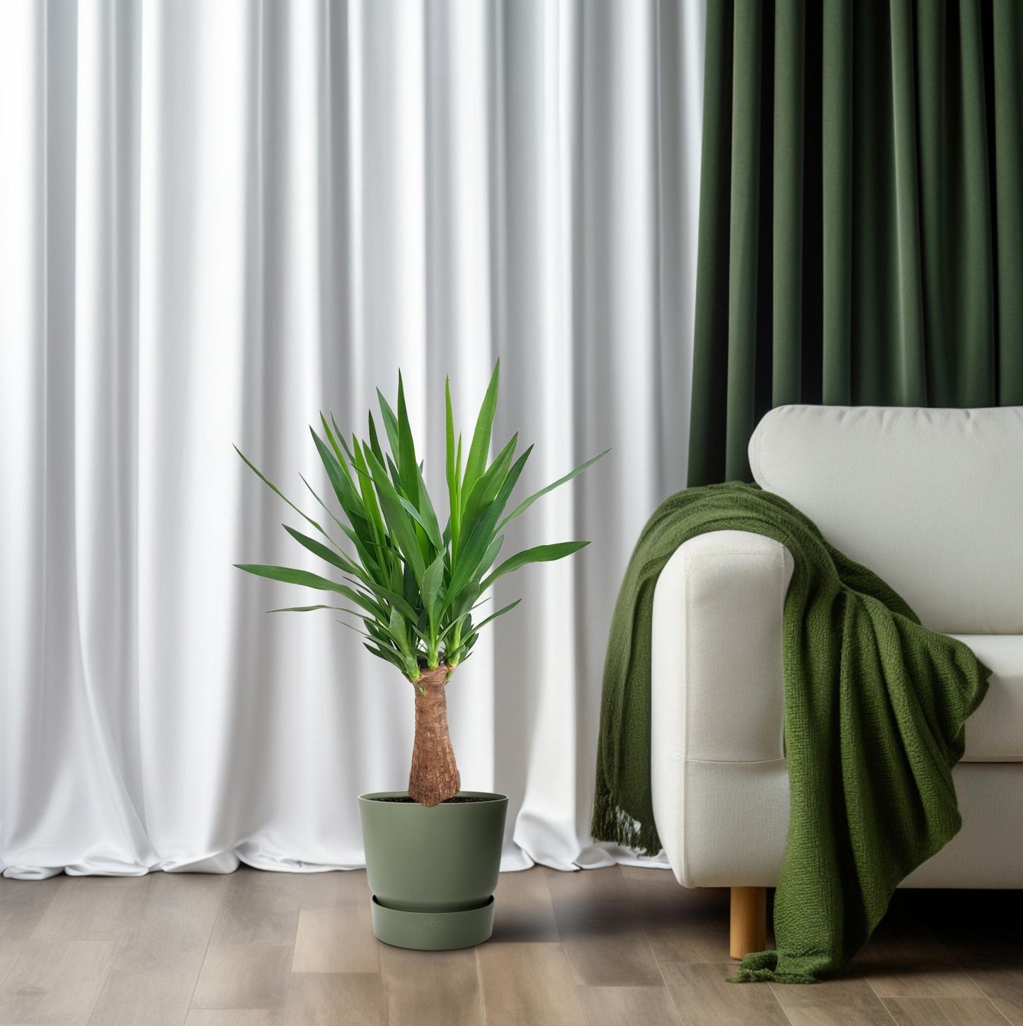 Yucca 'Maya Tree' – Pflegerleichte XXL-Zimmerpflanze Ø19cm