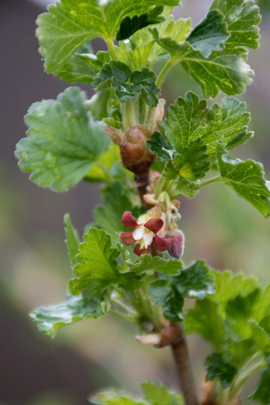 2x Ribes Easycrisp® 'Lady Sun' - biologischer Johannisbeerstrauch Ø13cm